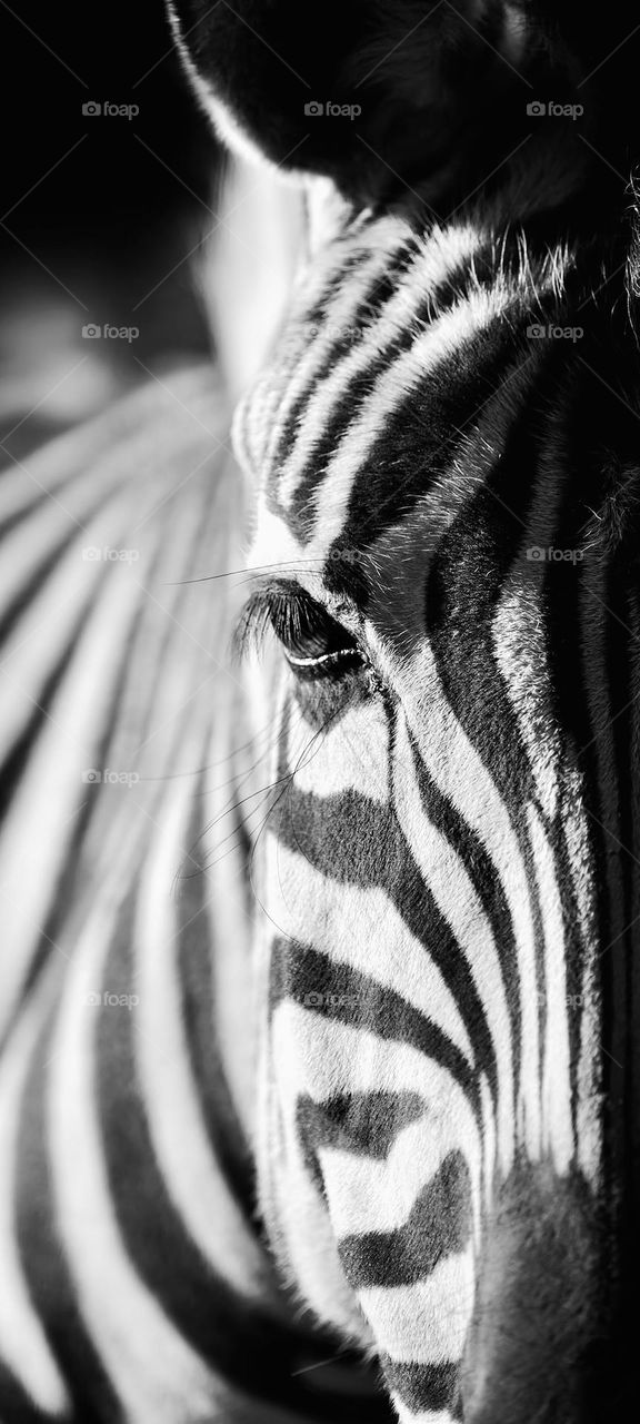 zebra closeup