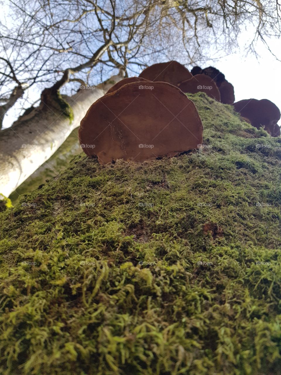 tree mushrooms