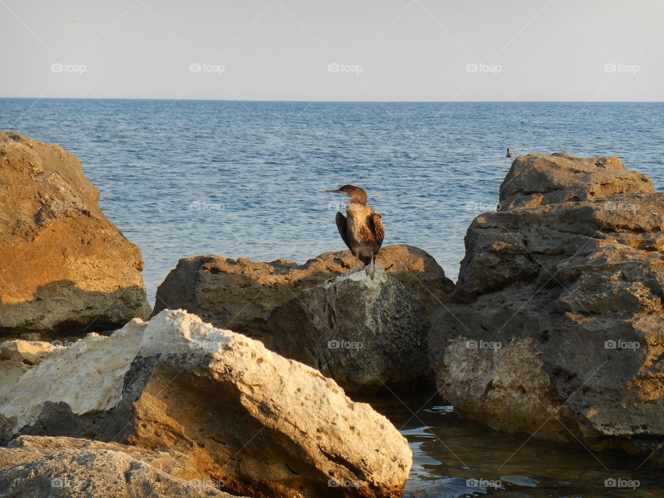 Water, Rock, Sea, Seashore, Ocean