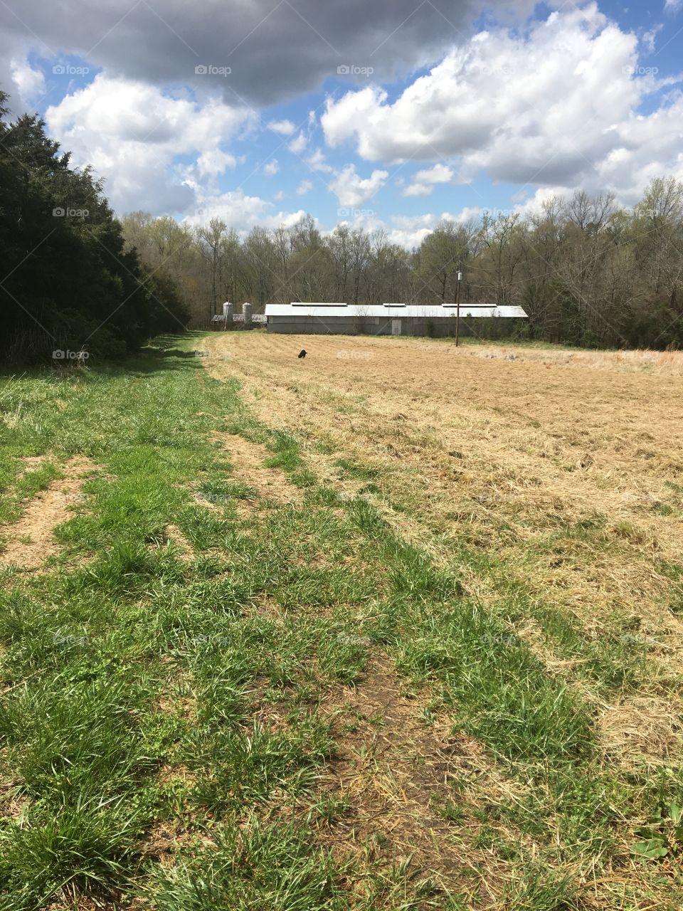 Hay field 