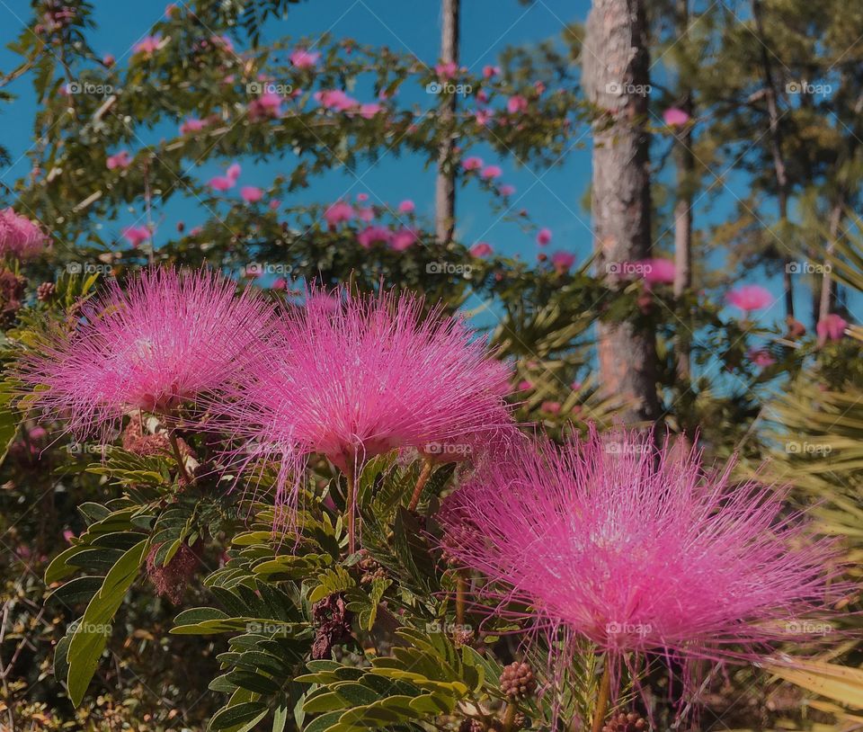 Dazzling pink flowers contrast against the crystal blue sky.