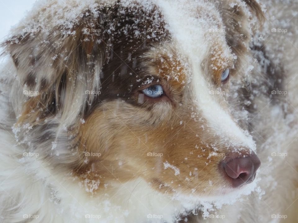 Close-up of dog's head