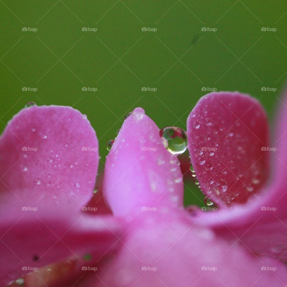 Water drop on orchid flower