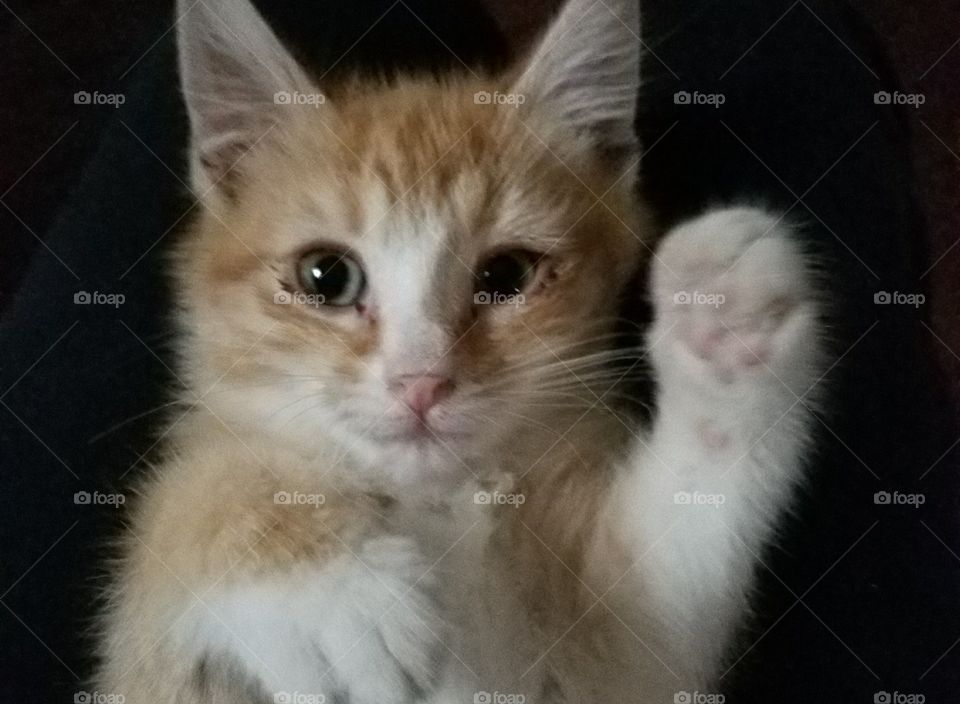 kitten Saying Hello