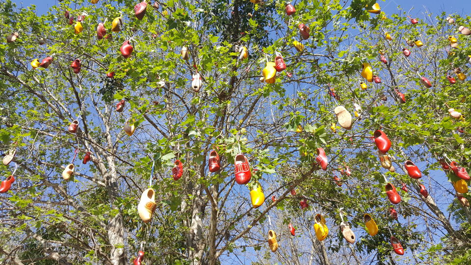 flowered tree with dutch shoes