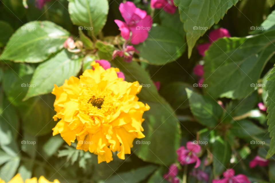 Eye soothing Beautiful flowers