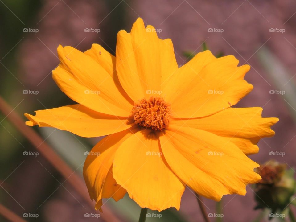 bright yellow flower