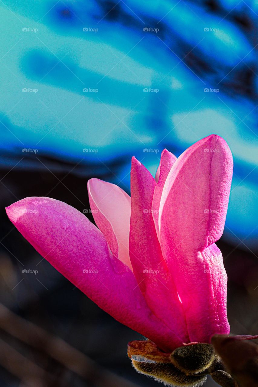 pink tree flower blooming