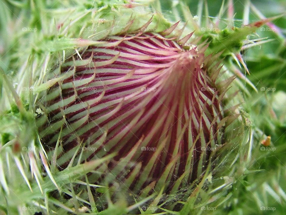 pink and purple thistle flower bud on plant