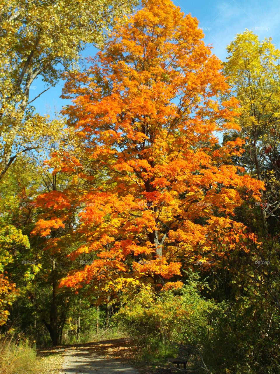 Bright Fall Tree
