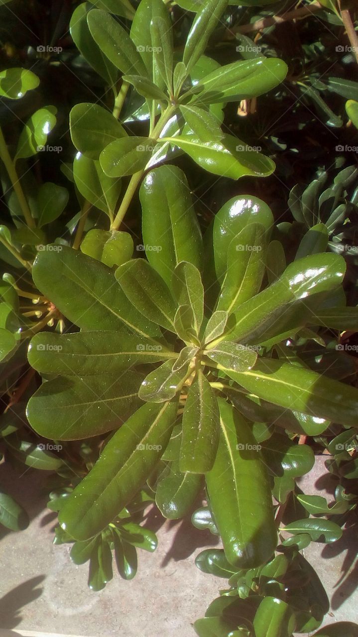 Tropical green plant in fall season