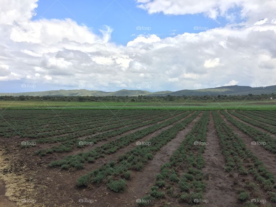 organic plantation farm, this is the farm plants organic plants in naivasha kenya.