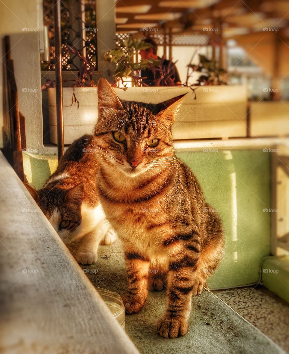 Santorini Cats