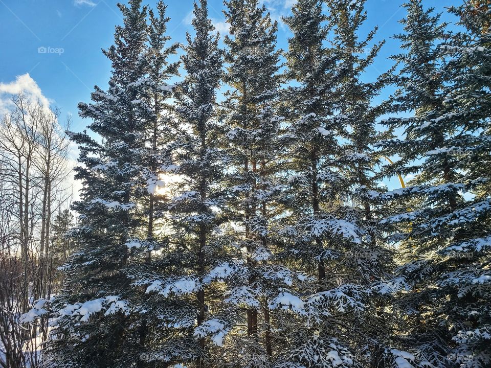 Sun peaking through the pine trees.