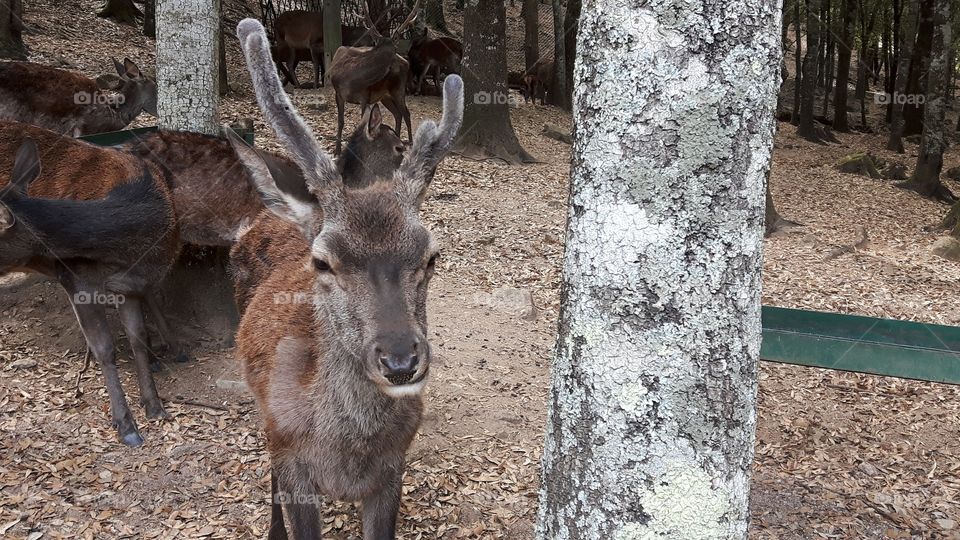 Sardinian deer. Monte Cresia, Sardinia, Italy.