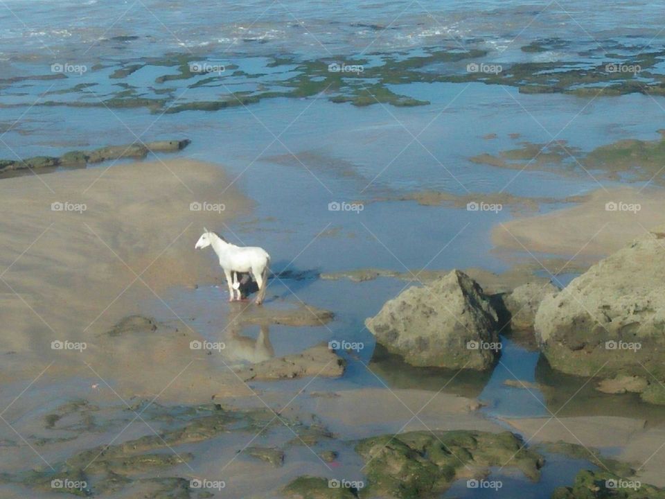 Beautiful white horse near the sea.