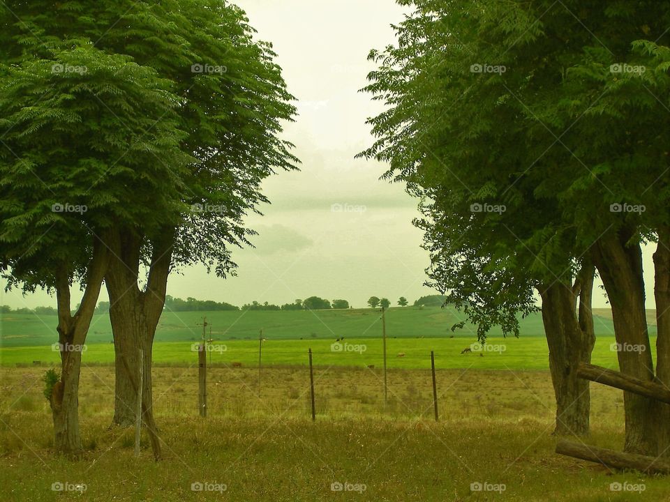 Green landscape with trees. / Paisagem verde com árvores.