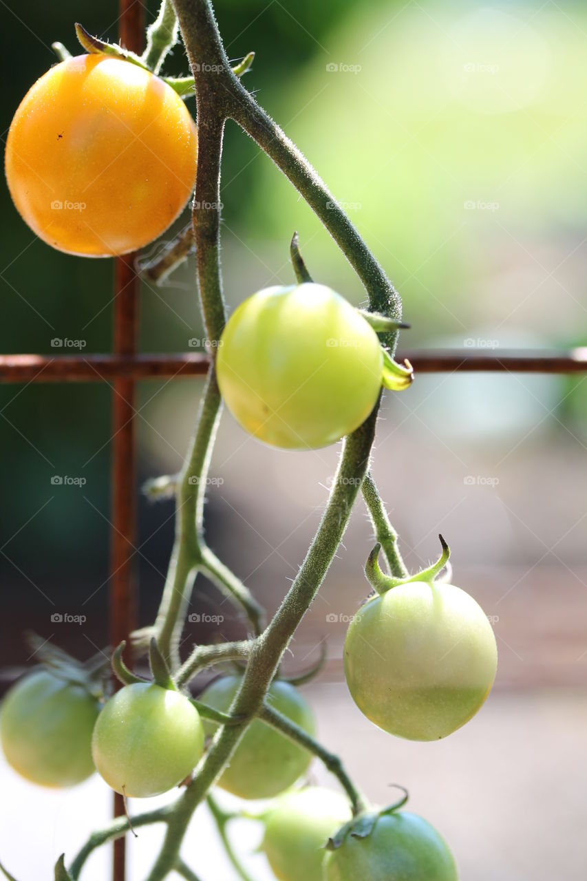 cherry tomatoes