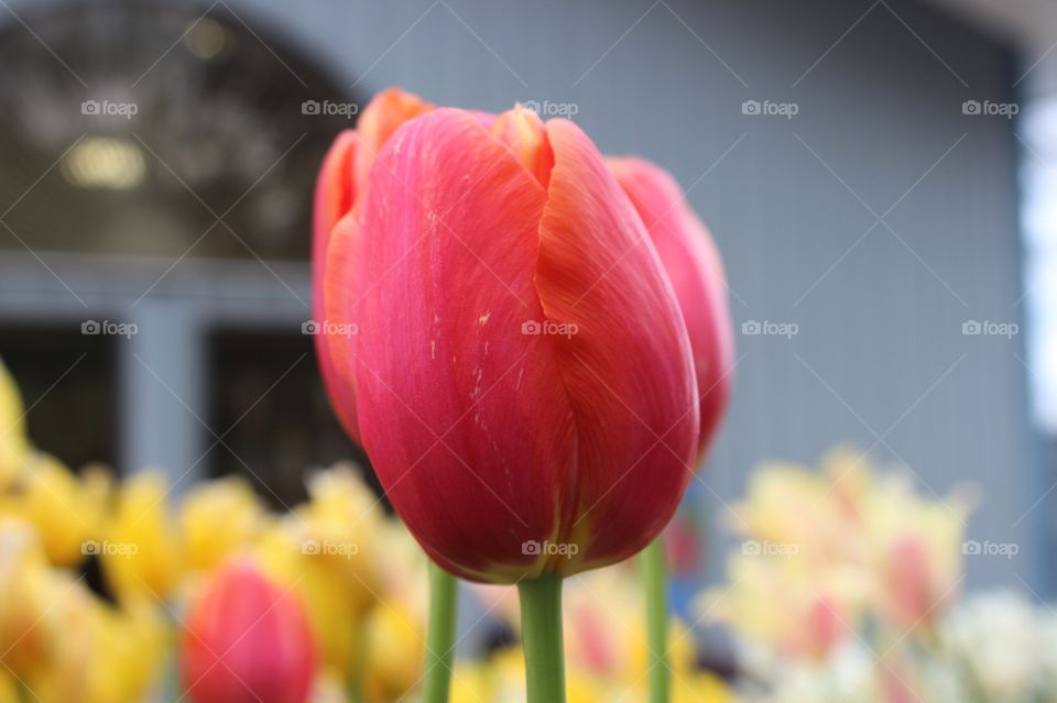 Tulip close up