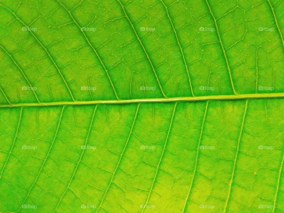 Horizontal mango leaf