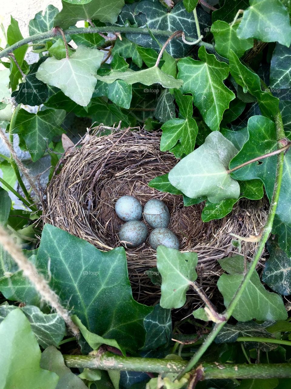 Nest