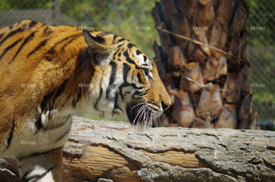 large tiger big cat profile