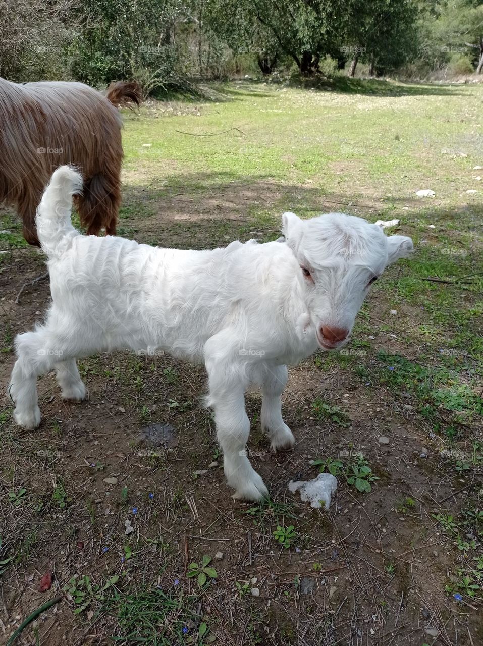 minigoat