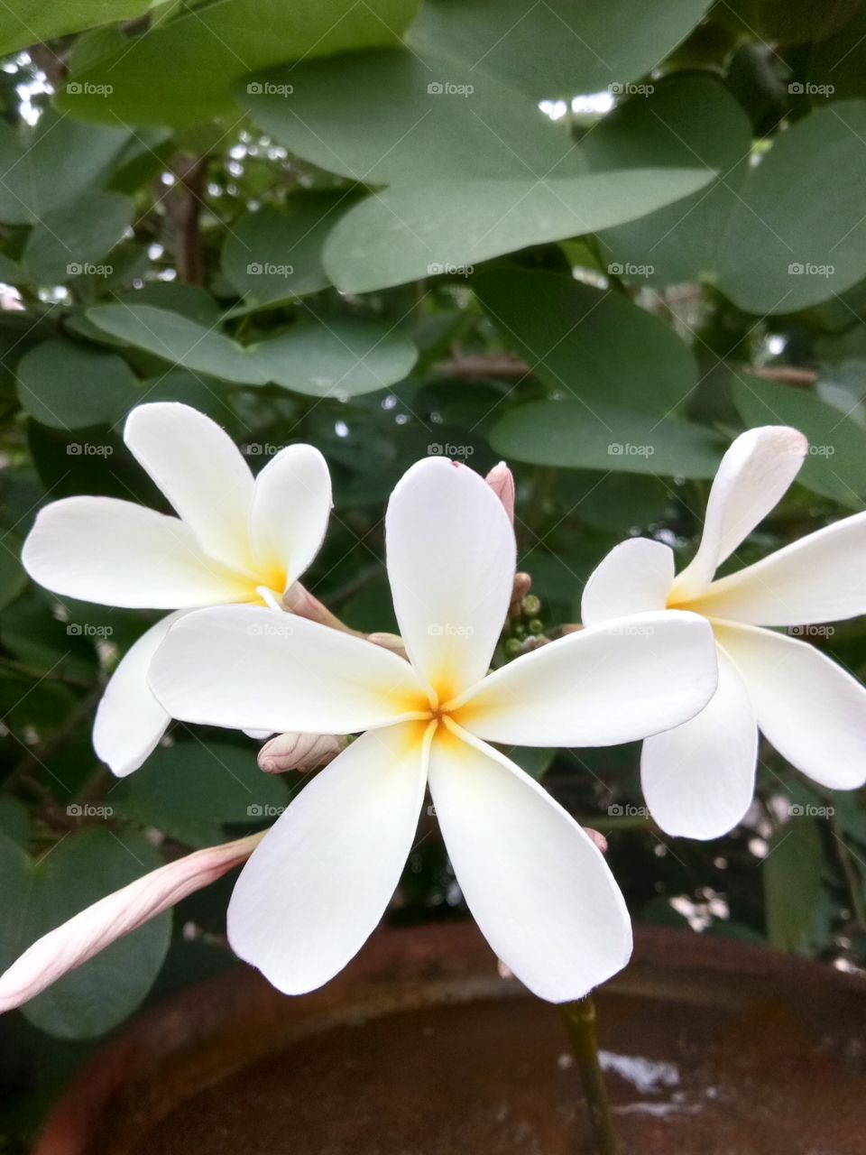 white flower