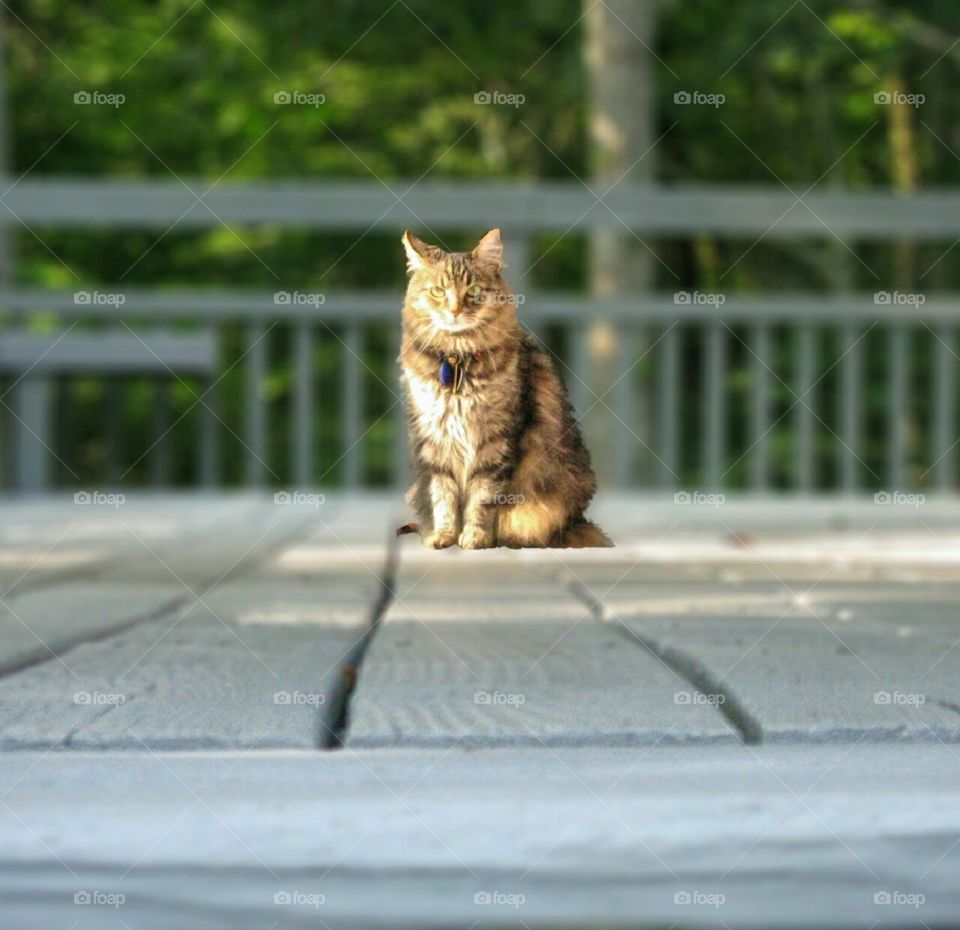Cat the porch - dignified