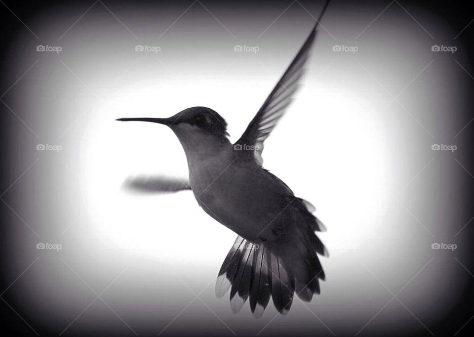 Hummingbird . Black and white shot of a hummingbird. 