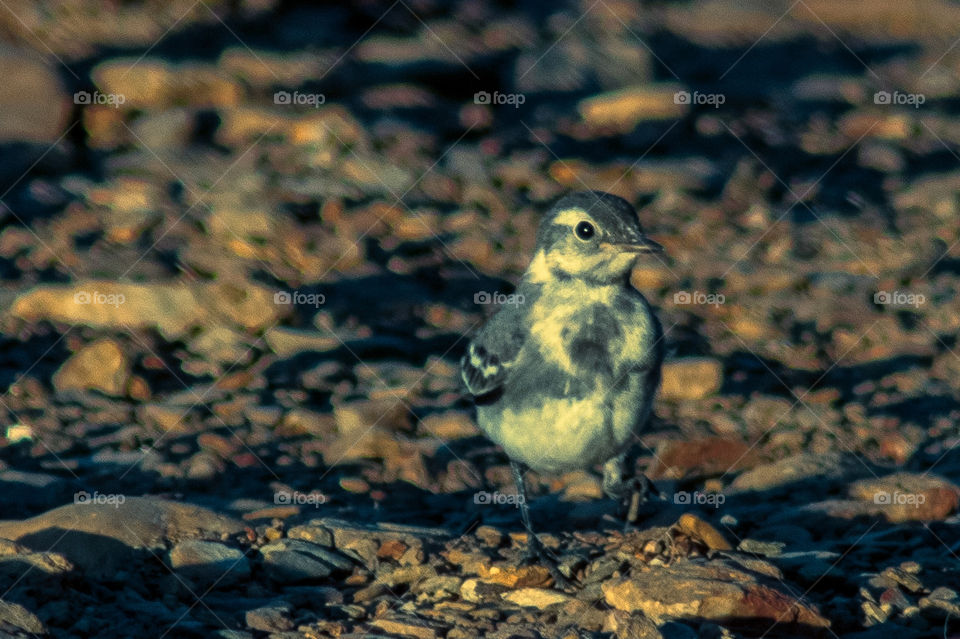 A young grey wagtail on the river shore 