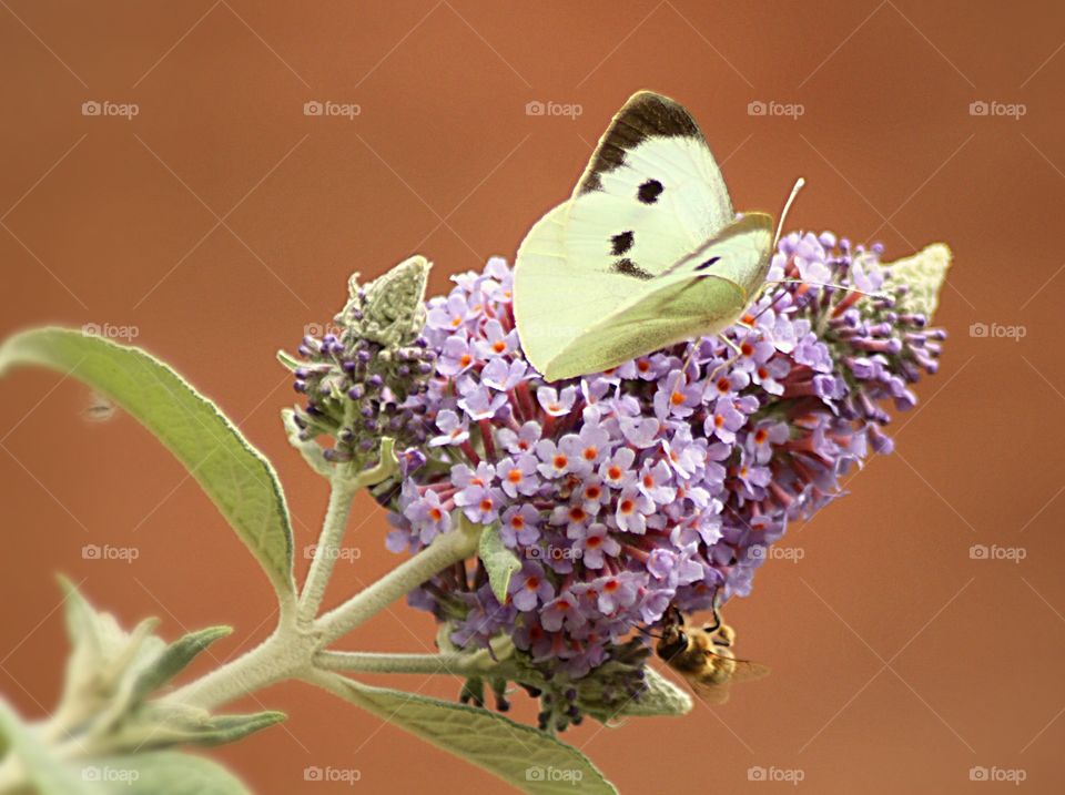 Large white butterfly on buddleia