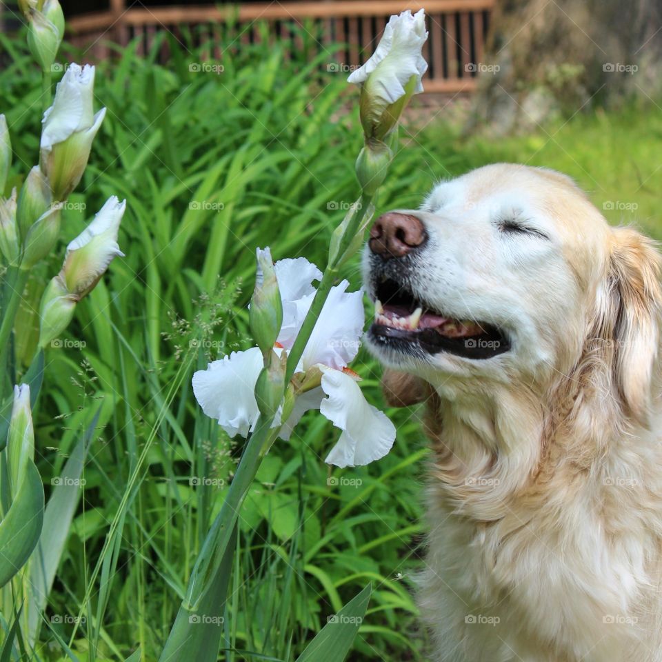 my flower child, Kaci, loves to smell the flowers