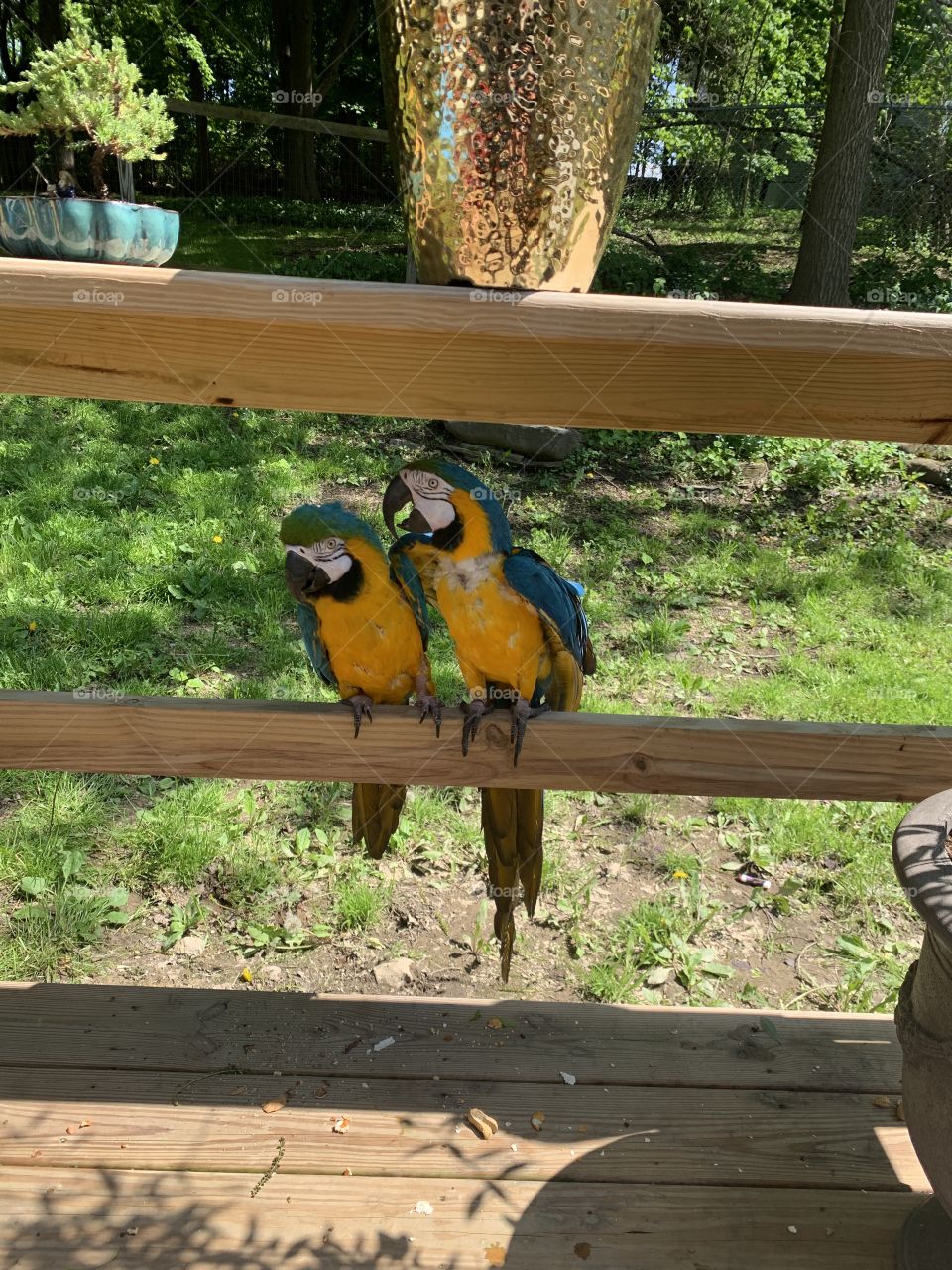 Macaws on the patio 