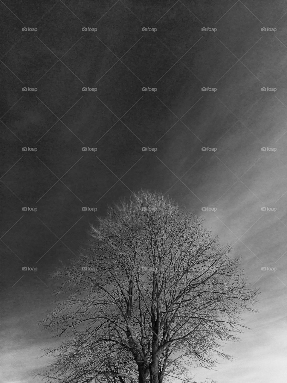 Winter trees in the dark sky