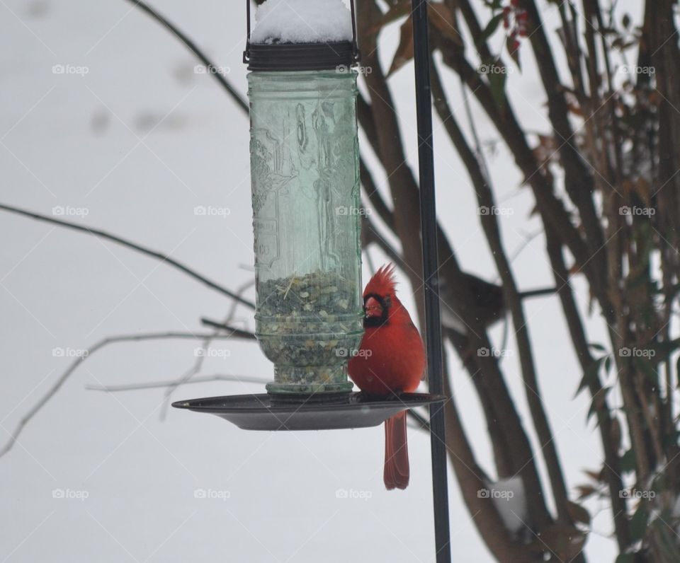 cardinal in snow