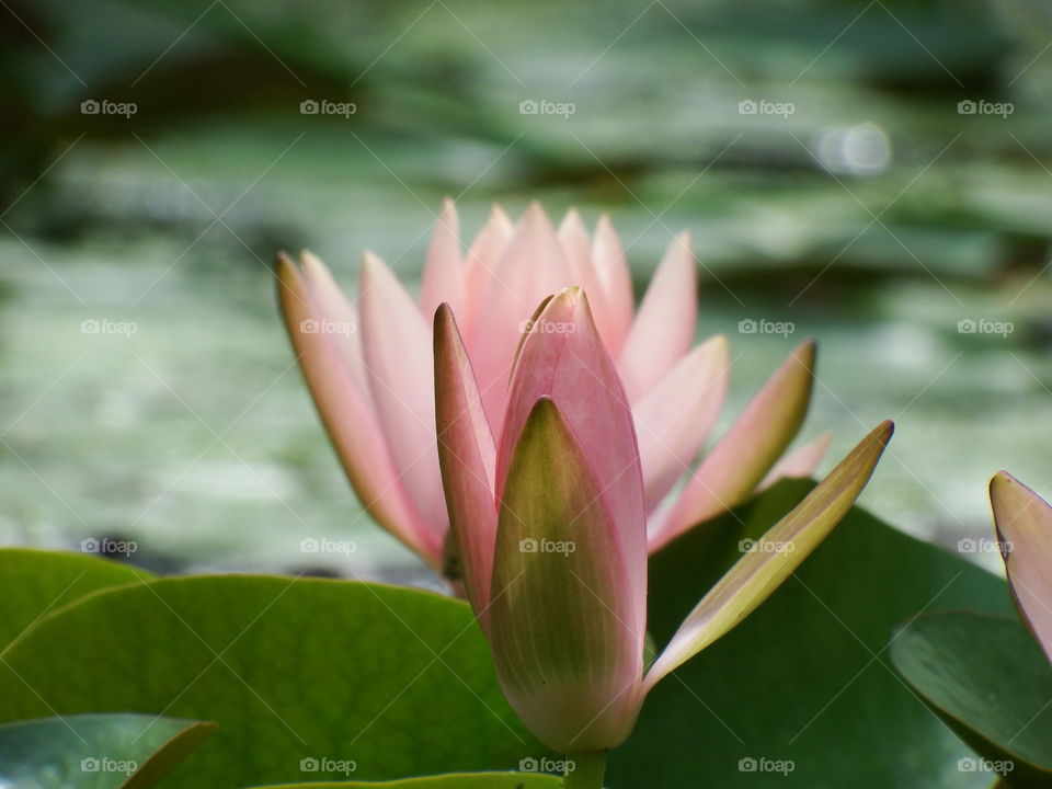 A opening water lilly bloom