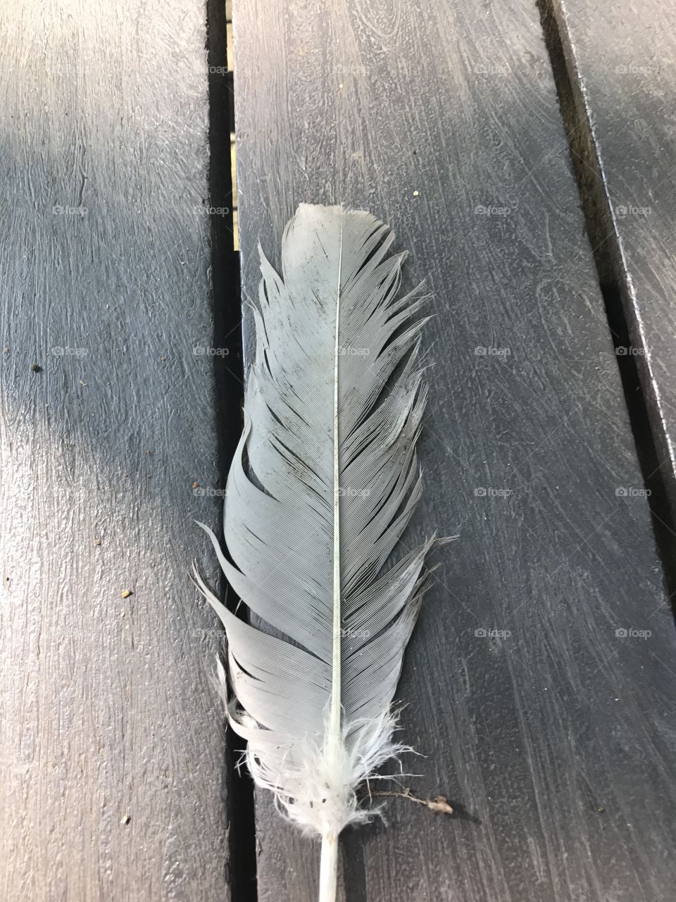 A feather of a hawk