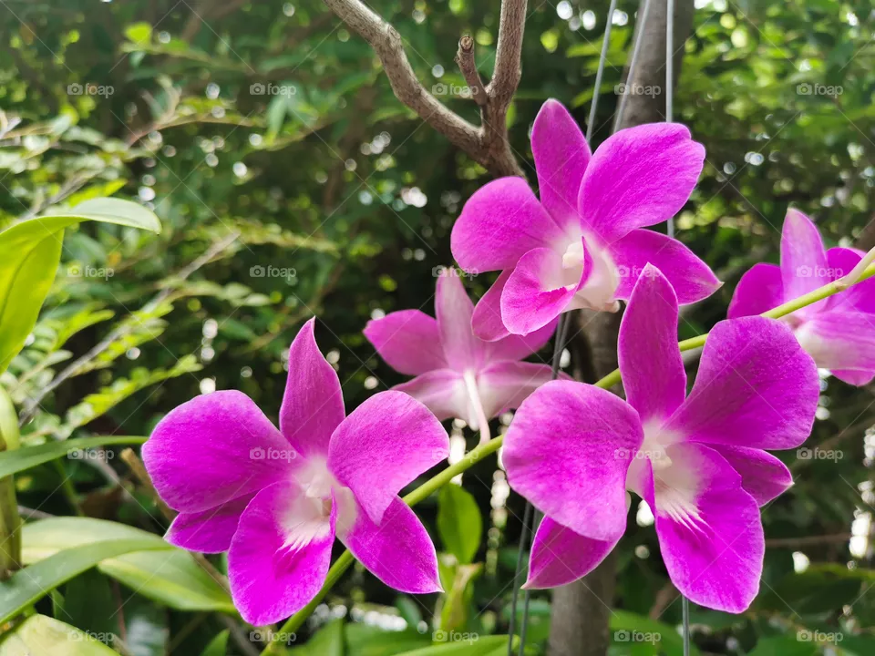 Thai orchid flowers in the garden.