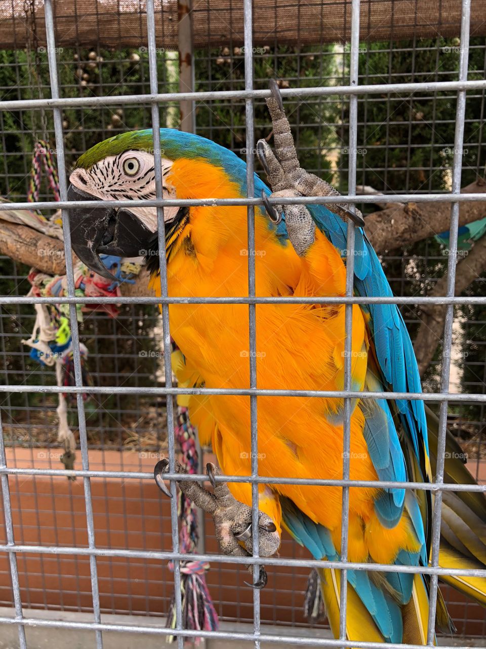 This parrot was Awsome🦜❤️ 