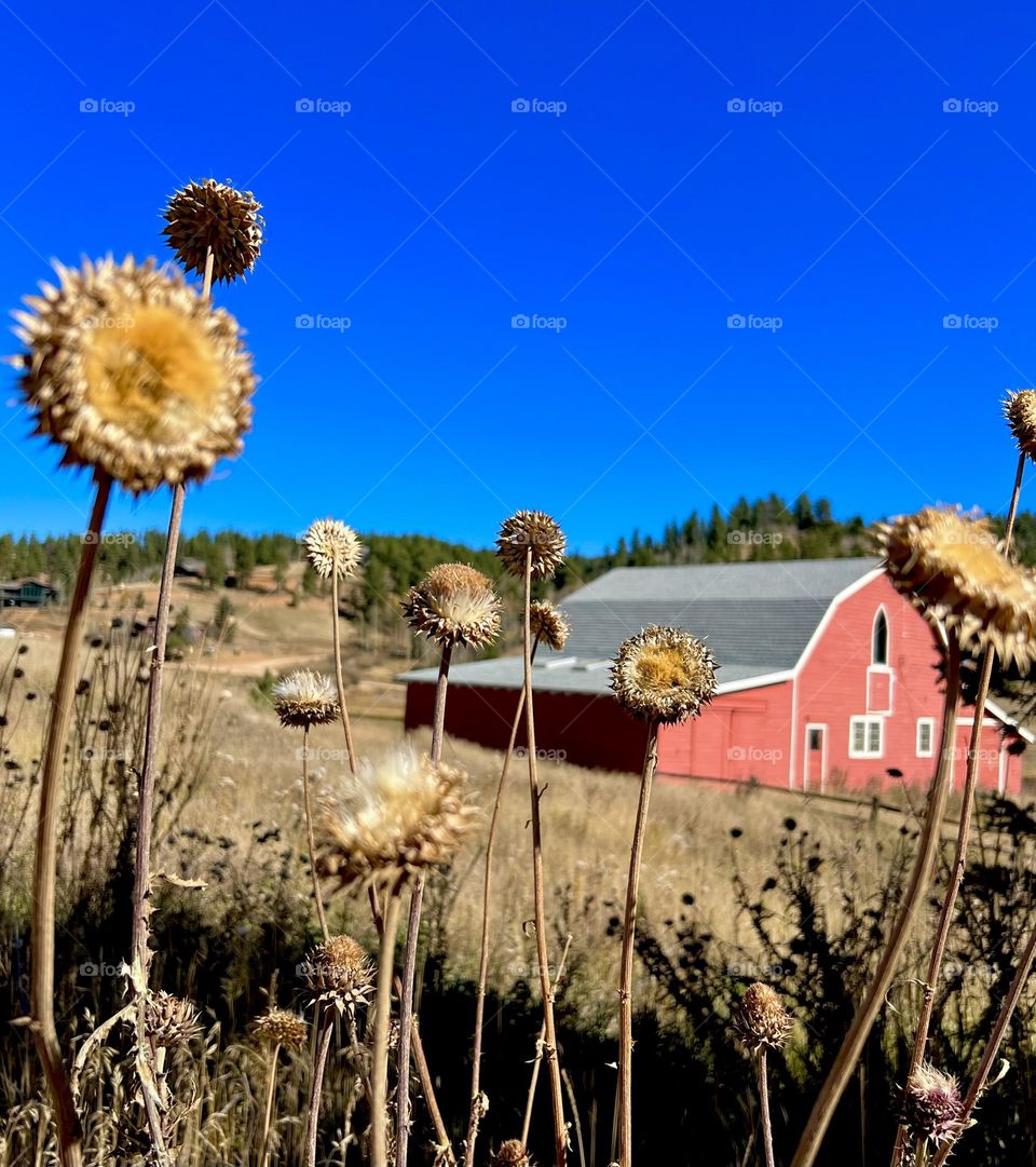 Fall wins challenge. A red farm house behind dried thistles on a countryside in Colorado 