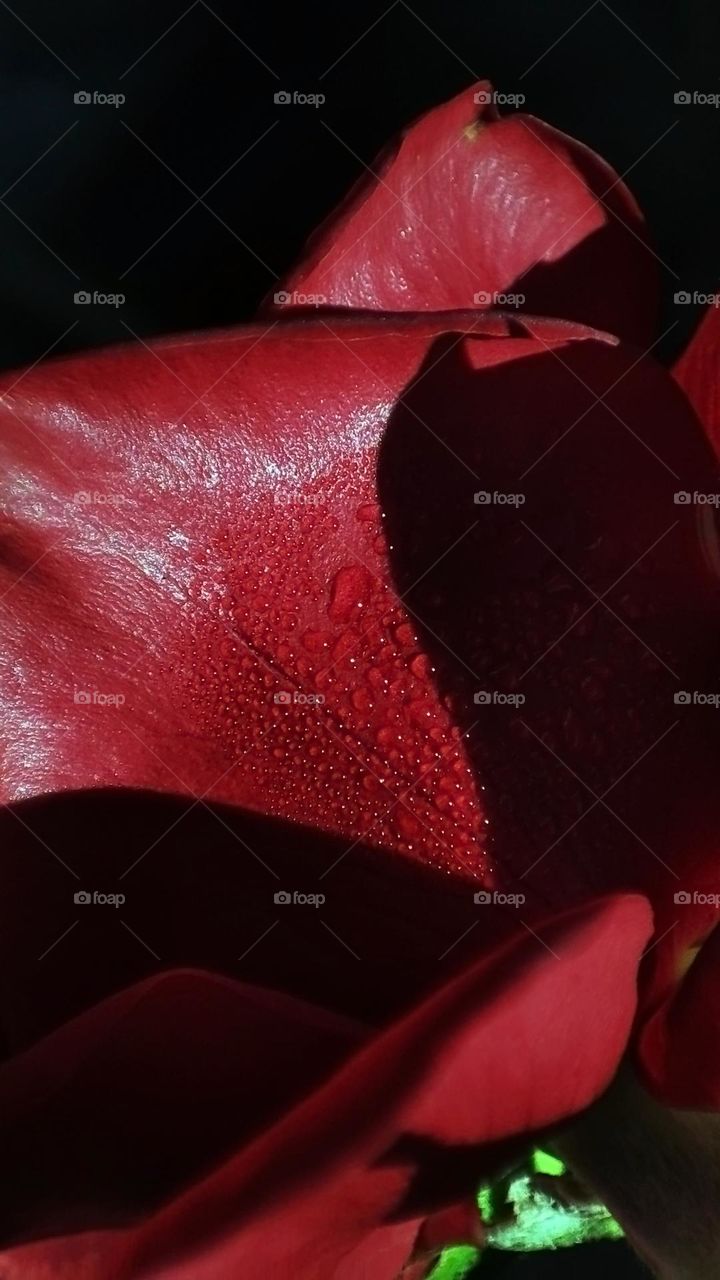 Macro photo of dew on a red rose flower