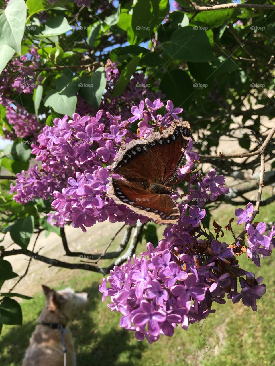 New Mourning Cloak Butterfly on Lilacs 