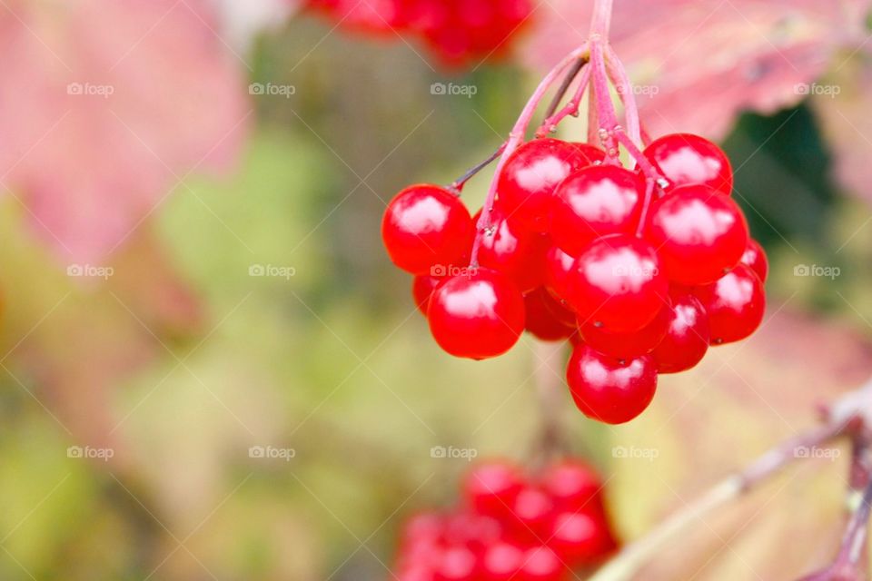 Red Berries