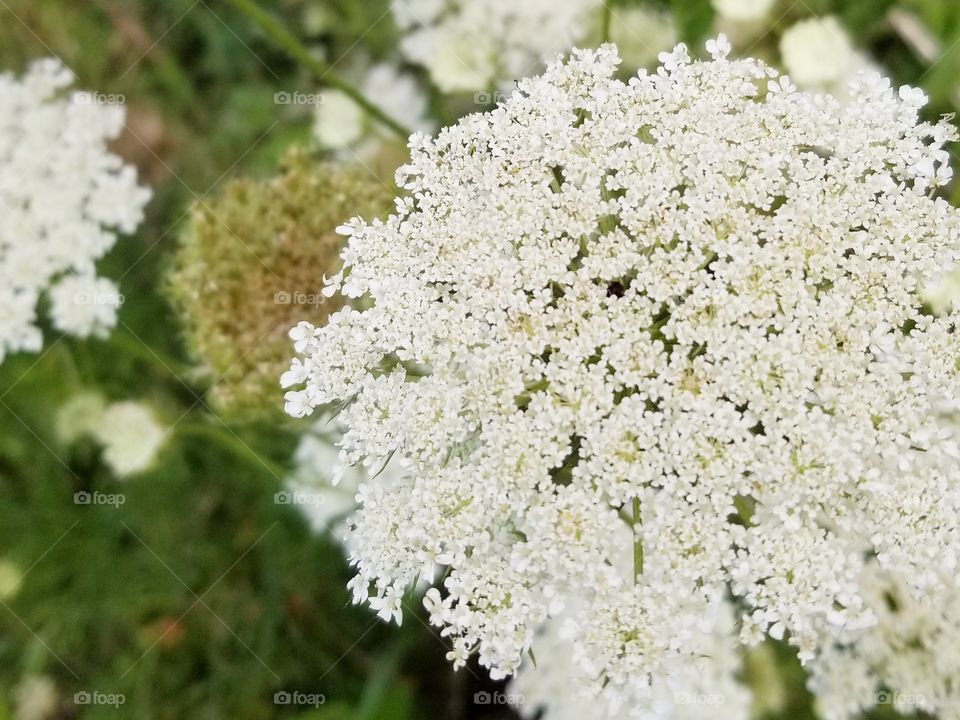 close up queen ann's lace
