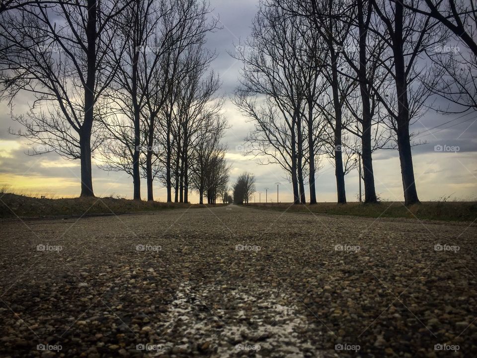 Horror road with leafless trees