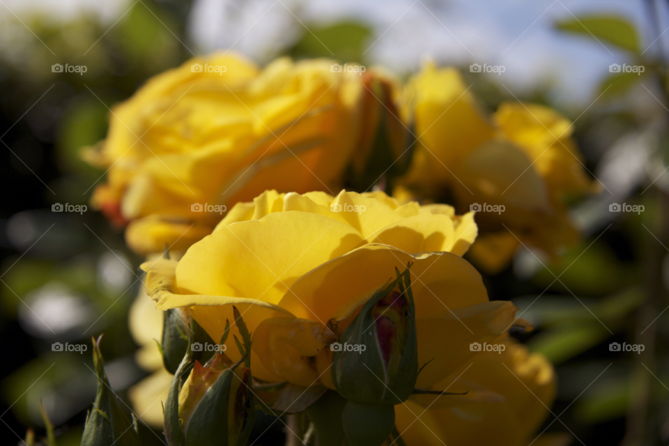Flower, Nature, No Person, Leaf, Flora