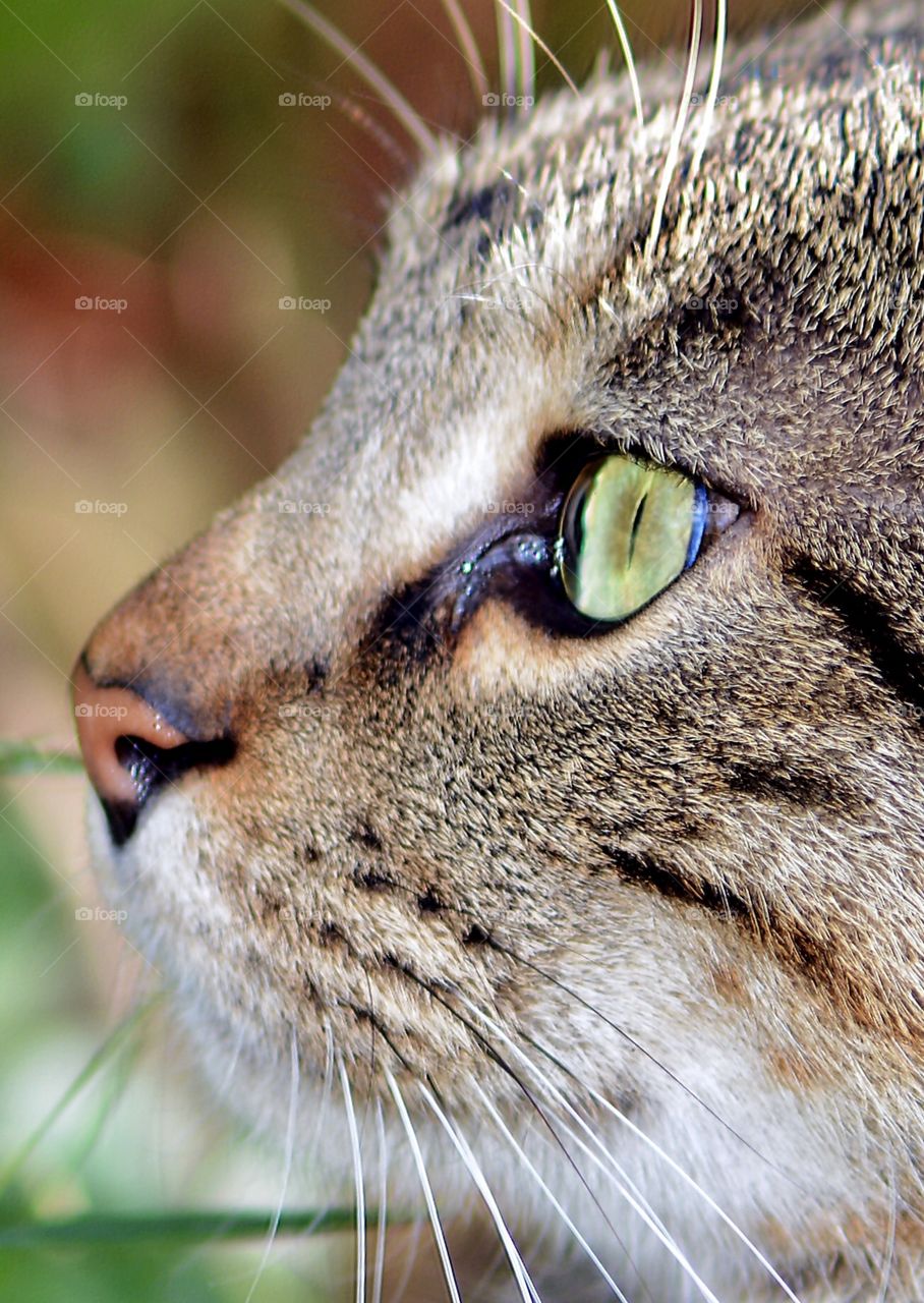 Tabby cat close up