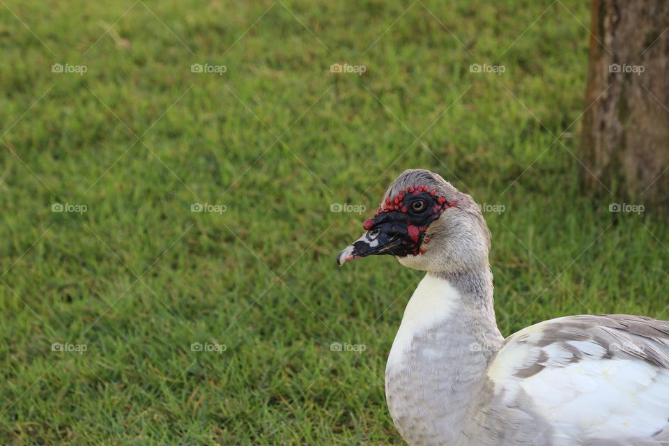 pato criollo