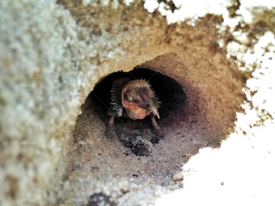 Baby Kingfisher bird at the sand cage